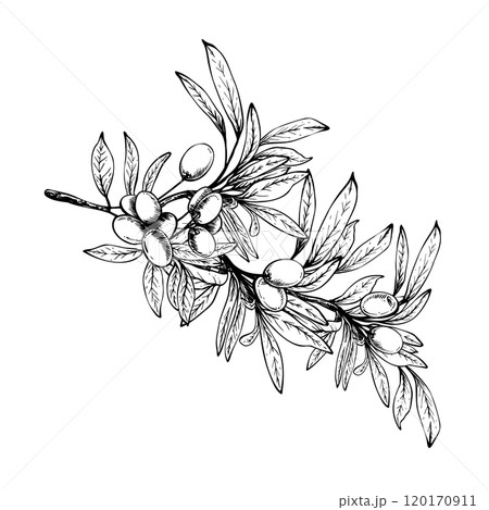 Olive tree branch with leaves and berries fruit. Black and white graphic hand drawn vector illustration. Botanical clipart for food menu, greeting card, product label Isolated line art from background 120170911