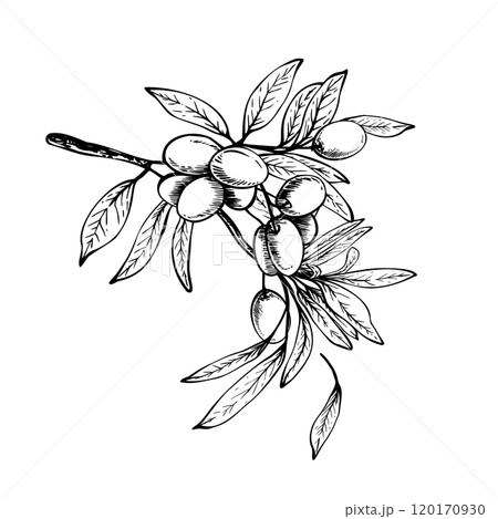 Olive tree branch with leaves and berries Black and white graphic hand drawn vector illustration. Botanical clipart for food menu design, greeting card, product label Isolated line art from background Olive tree branch with leaves and berries Black and white graphic hand drawn vector illustration. Botanical clipart for food menu design, greeting card, product label Isolated line art from background 120170930