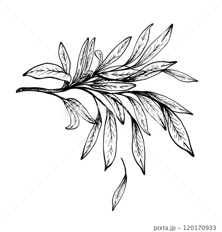Olive tree branch, no fruit with leaves. Black and white graphic hand drawn vector illustration. Fruitless Botanical clipart for card, food, cosmetic product label. Isolated line art from background 120170933