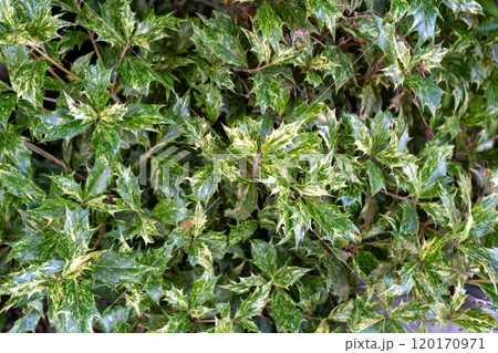 Osmanthus green leaf background. Flower plant with sharp leaves. Osmanthus green leaf background. Flower plant with sharp leaves. 120170971