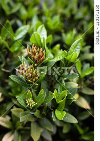 Small flowers in groups for garden decoration. Chinese ixorais growing and blooming in the garden on a sunny day. 120171160