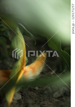 A blurred image of a cats tail peeking through green grass and bushes. The tail is a vibrant shade of red, standing out against the surrounding natural greenery 120171257