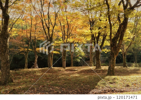 紅葉した木々 120171471