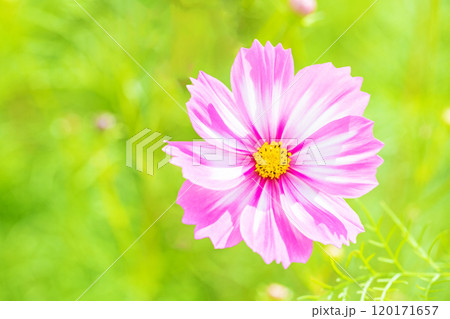 家の周りの草花　四季の色々　コスモス畑　秋のそよ風になびく可憐な花　爽やかな光に輝くピンクのコスモス 120171657