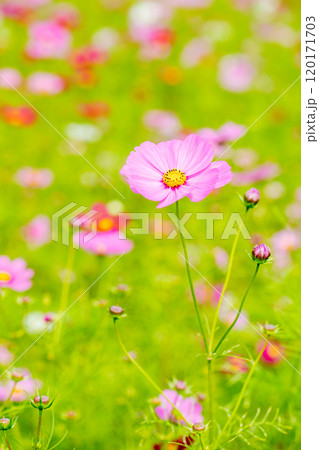 家の周りの草花　四季の色々　コスモス畑　秋のそよ風になびく可憐な花　爽やかな光に輝くピンクのコスモス 120171703