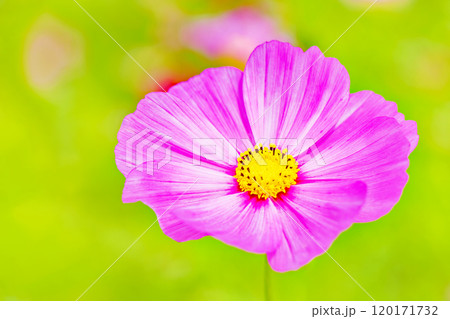 家の周りの草花 四季の色々 コスモス畑 秋のそよ風になびく可憐な花 爽やかな光に輝くピンクのコスモス 家の周りの草花 四季の色々 コスモス畑 秋のそよ風になびく可憐な花 爽やかな光に輝くピンクのコスモス 120171732