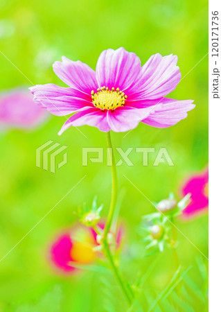 家の周りの草花 四季の色々 コスモス畑 秋のそよ風になびく可憐な花 爽やかな光に輝くピンクのコスモス 家の周りの草花 四季の色々 コスモス畑 秋のそよ風になびく可憐な花 爽やかな光に輝くピンクのコスモス 120171736