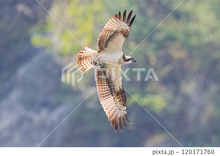 翼を広げて獲物を運ぶミサゴ 120171760