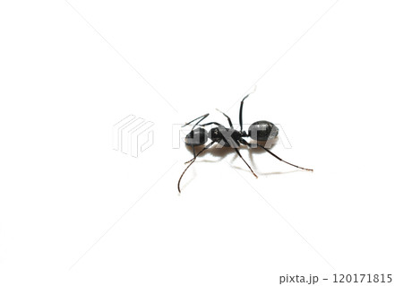Black ant insect, top view. 120171815