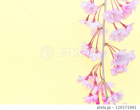 薄黄色背景の枝垂れ桜の花のアップ 薄黄色背景の枝垂れ桜の花のアップ 120171981