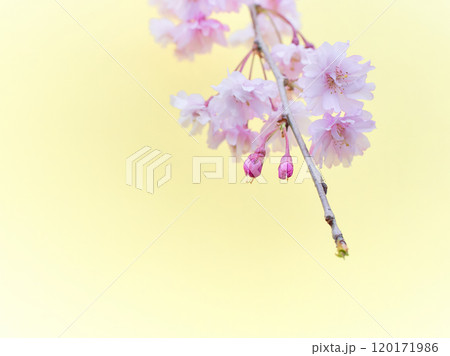 薄黄色背景のふわっとした枝垂れ桜の花の枝先アップ 120171986