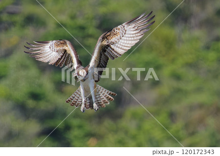 ホバリングをして獲物を探すミサゴ 120172343