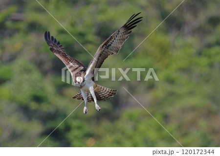 ホバリングをして魚を探すミサゴ 120172344