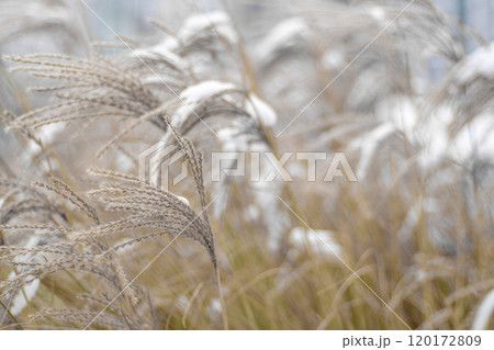 Miscanthus under the snow in winter. Garden plant Miscanthus under the snow in winter. Garden plant 120172809