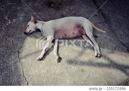 道路で眠る犬 120172886