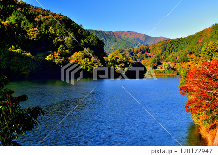 紅葉の奥多摩湖 麦山浮橋 ドラム缶橋からの風景 紅葉の奥多摩湖 麦山浮橋 ドラム缶橋からの風景 120172947