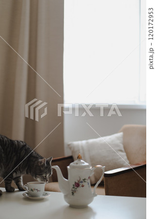 Still life details in home interior of living room. Cat on coffee table. Cup of tea on. Breakfast in morning sunlight. Cozy autumn or winter concept. 120172953