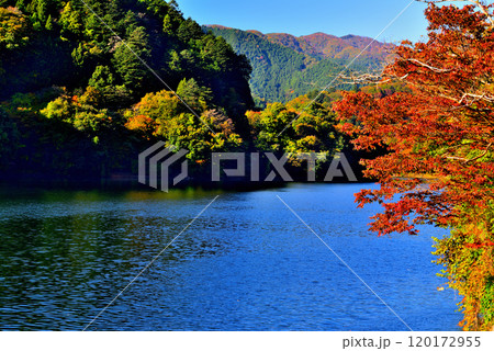 紅葉の奥多摩湖 麦山浮橋 ドラム缶橋からの風景 紅葉の奥多摩湖 麦山浮橋 ドラム缶橋からの風景 120172955