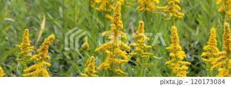 セイタカアワダチソウ 120173084