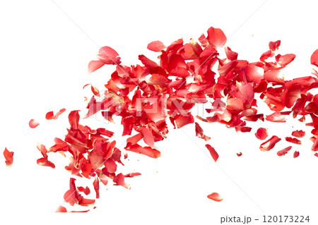 Red rose petals falling romantic white background isolated with real photo red rose flower petals flying. Love, romance floral spring season, wedding invitation red rose petals in mid air 120173224