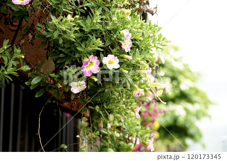軒先の鉢植えに咲くカラブラコアキャンディピンクマジックの花 120173345