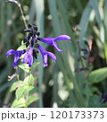 サルビア 120173373