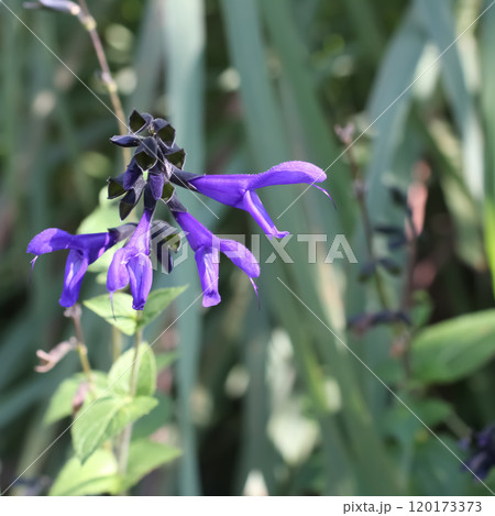 サルビア 120173373