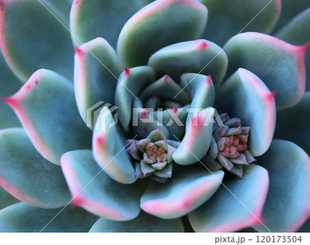 晩秋の11月に撮影した可愛らしい多肉植物 120173504