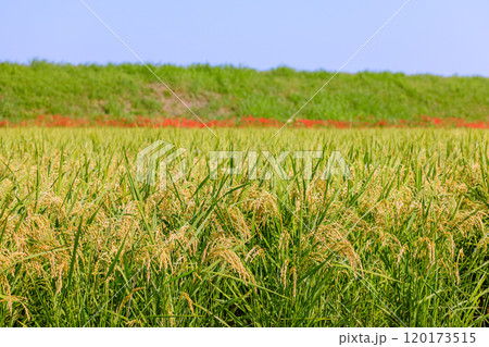 秋の田園風景　愛知県半田市 120173515