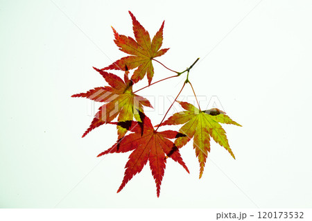 赤く染まり始めたモミジの透過光撮影 120173532