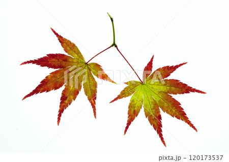 赤く染まり始めたモミジの透過光撮影 120173537