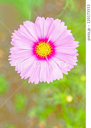 家の周りの草花 四季の色々 植物園の花壇を美しいピンクや黄色のコスモスが彩りを添えています 家の周りの草花 四季の色々 植物園の花壇を美しいピンクや黄色のコスモスが彩りを添えています 120173553