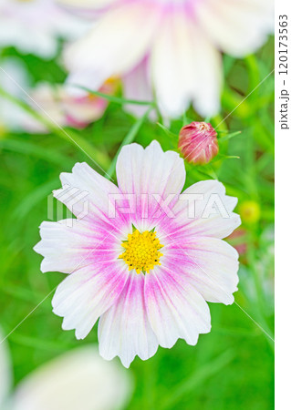 家の周りの草花 四季の色々 植物園の花壇を美しいピンクや黄色のコスモスが彩りを添えています 家の周りの草花 四季の色々 植物園の花壇を美しいピンクや黄色のコスモスが彩りを添えています 120173563