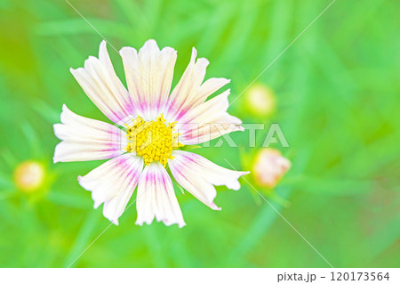 家の周りの草花 四季の色々 植物園の花壇を美しいピンクや黄色のコスモスが彩りを添えています 家の周りの草花 四季の色々 植物園の花壇を美しいピンクや黄色のコスモスが彩りを添えています 120173564