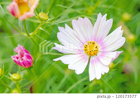 家の周りの草花 四季の色々 植物園の花壇を美しいピンクや黄色のコスモスが彩りを添えています 家の周りの草花 四季の色々 植物園の花壇を美しいピンクや黄色のコスモスが彩りを添えています 120173577