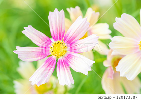 家の周りの草花 四季の色々 植物園の花壇を美しいピンクや黄色のコスモスが彩りを添えています 家の周りの草花 四季の色々 植物園の花壇を美しいピンクや黄色のコスモスが彩りを添えています 120173587