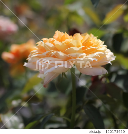 キャラメル・アンティーク 120173620