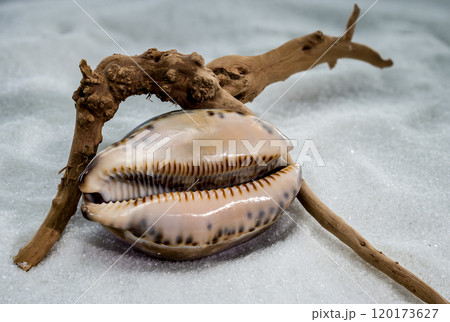 Glossy Purple Cypraea caputserpentis Seashell on White Sand 120173627
