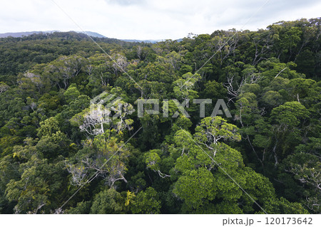 熱帯雨林の森 120173642