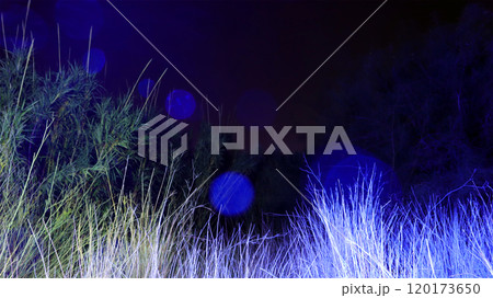 Nighttime nature illuminated by ultraviolet light reveals vibrant bushes and unique colors in a serene outdoor setting 120173650