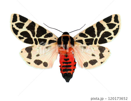 Cymbalophora pudica showcases striking black and cream patterns with a vivid red abdomen. It rests elegantly, highlighting its unique coloration and design. 120173652