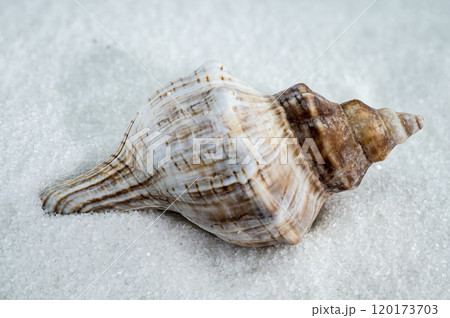 Trapezium fascilarium Seashell on White Sand 120173703