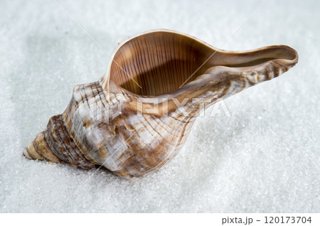 Trapezium fascilarium Seashell on White Sand 120173704
