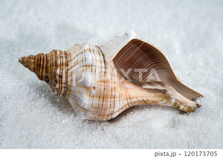 Trapezium fascilarium Seashell on White Sand 120173705