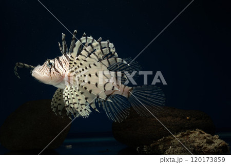 ミノカサゴ　オニオコゼ　カサゴ　Lionfish　毒魚　虎魚　鬼虎魚　遊離軟条 120173859