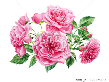 Vintage watercolor floral bouquet clipart with pink roses and greenery, hand-drawn botanical flower arrangement isolated Vintage watercolor floral bouquet clipart with pink roses and greenery, hand-drawn botanical flower arrangement isolated 120174163