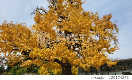 autumn ginkgo  120174248