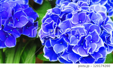 満開の紫陽花の花の風景 満開の紫陽花の花の風景 120174260