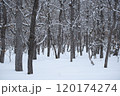 積雪したオホーツク海沿岸の冬の林 120174274