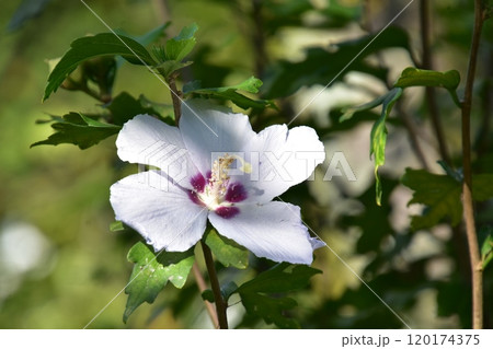 白いムクゲの花 白いムクゲの花 120174375